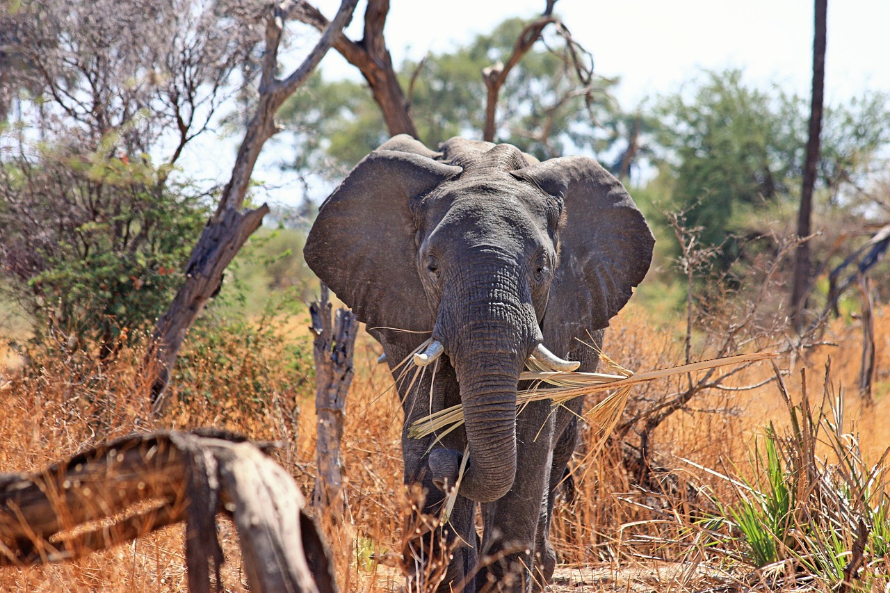 4 day lodge safari in ngorongoro crater